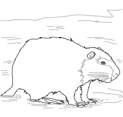 Coypu Nutria Coloring Page